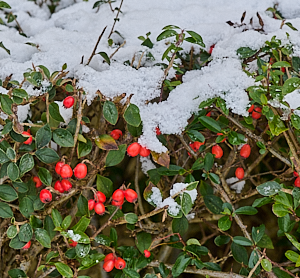 Snow covered red berries