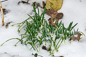 Snowdrops in snow