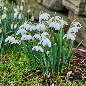 Snowdrops in bloom