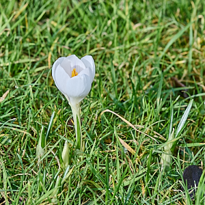 White Crocus FLower