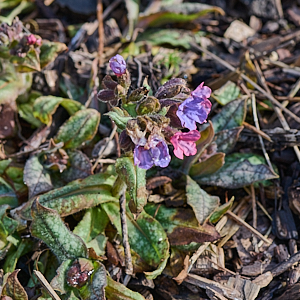 Unknown flower