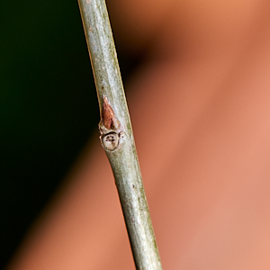 Wisteria bud