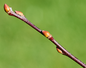 Goat willow buds