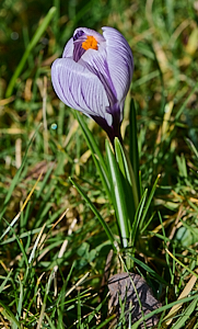 Clse up of mauve crocus