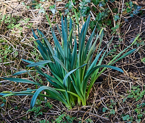 Daffodils getting ready to flower