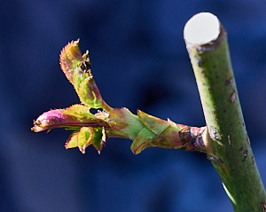 Leaping Salmon rose shoot growing