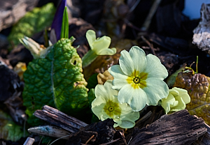Primrose in flower