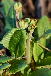 Oxlip budding