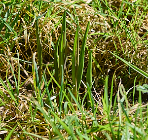 Snakshead fritilaries