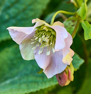 Helibore flower