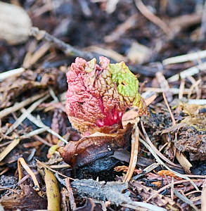 Rhubarb
