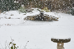 Snow falling in garden