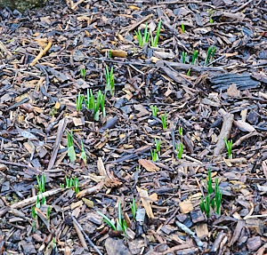 Crocus plants appearing through the bark mulch