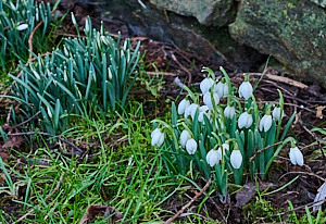 Snowdrops in flower