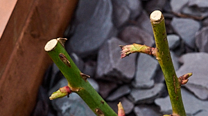 Buds on a Leaping Salmon rose