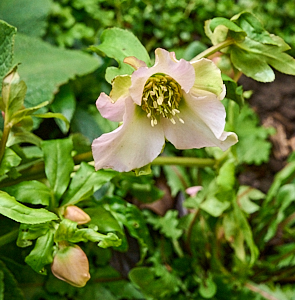 Pink Helibore in flower