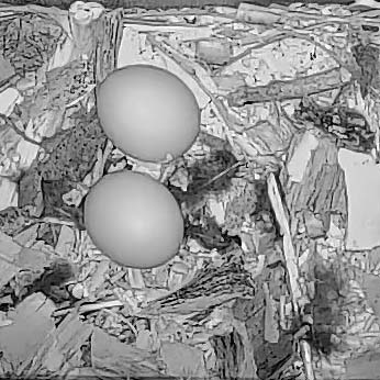 A pair of Tawny Owl eggs in a nest box
