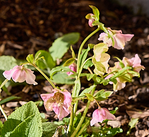 Hellebores