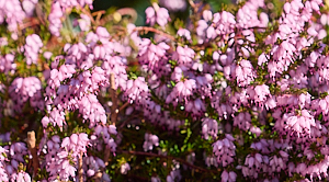 Purple heather in sunlight
