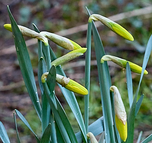 Daffodils about to flower