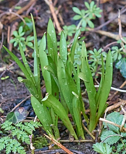 Plant to be identified