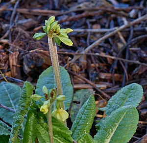 Oxlip thinking about flowering