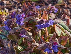 Lungwort in sunshine