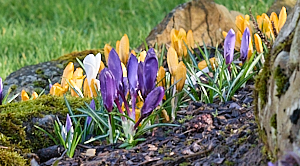Crocus in flower