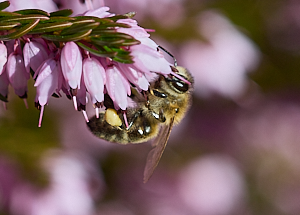 Insect on heather