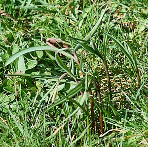 Snakeshead fritillaries