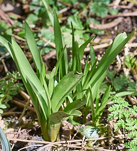 Green shoots