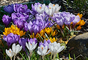 Group of flowering crocus