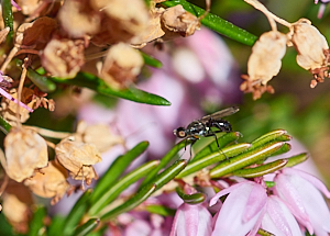 Winged insect on heather