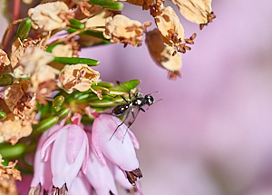 Winged insect on heather