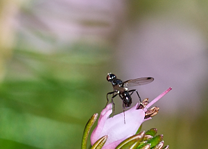 Winged insect on heather