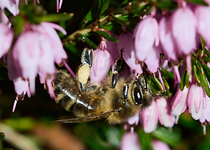 Insect on heather