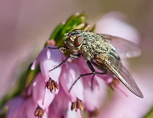 Fly on heather