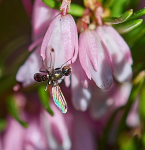 Winged insect on heather