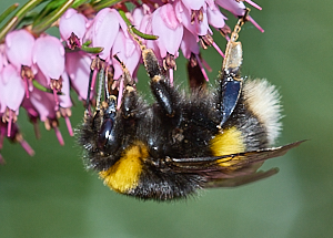 Bee on heather