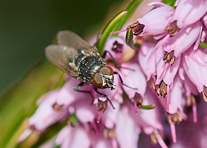 Fly on heather