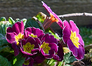 Colourful bedding plant