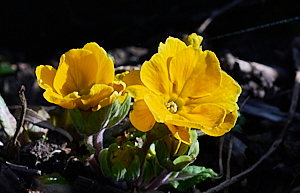 Colourful bedding plant