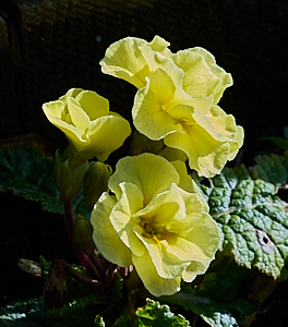 Colourful bedding plant