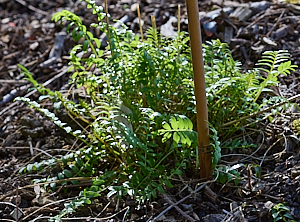 Jacob's ladder plant
