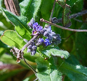 Forget me nots starting to flower