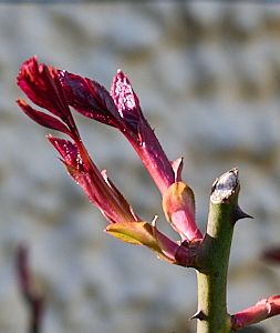 Buds on Dublin Bay rose