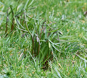 Clump of Snakshead fritillaries