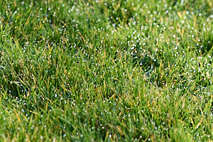 Morning dew on grass