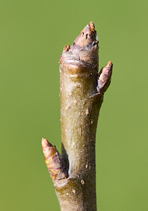 Pear tree buds