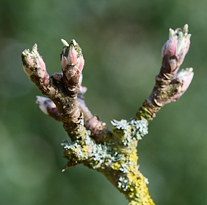 Apple tree buds